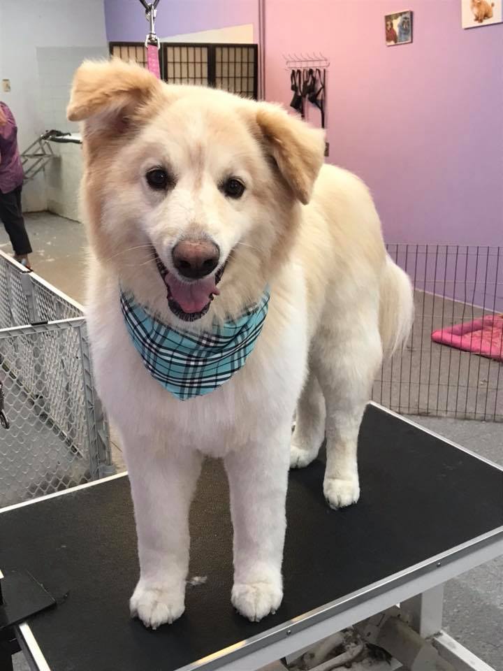 (Dog Grooming Barrie) Pet(Dog) Groomers in Barrie, ON